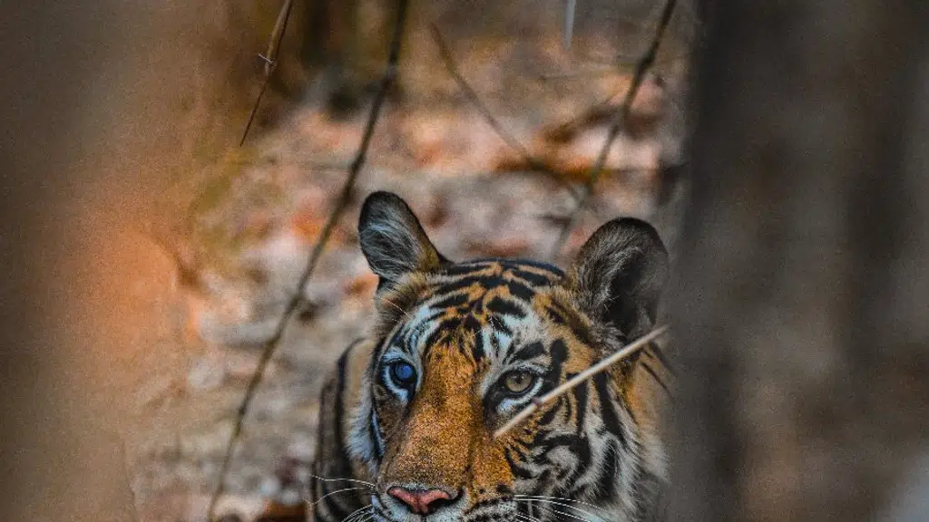 Jukaso Salvan Resort Bandhavgarh