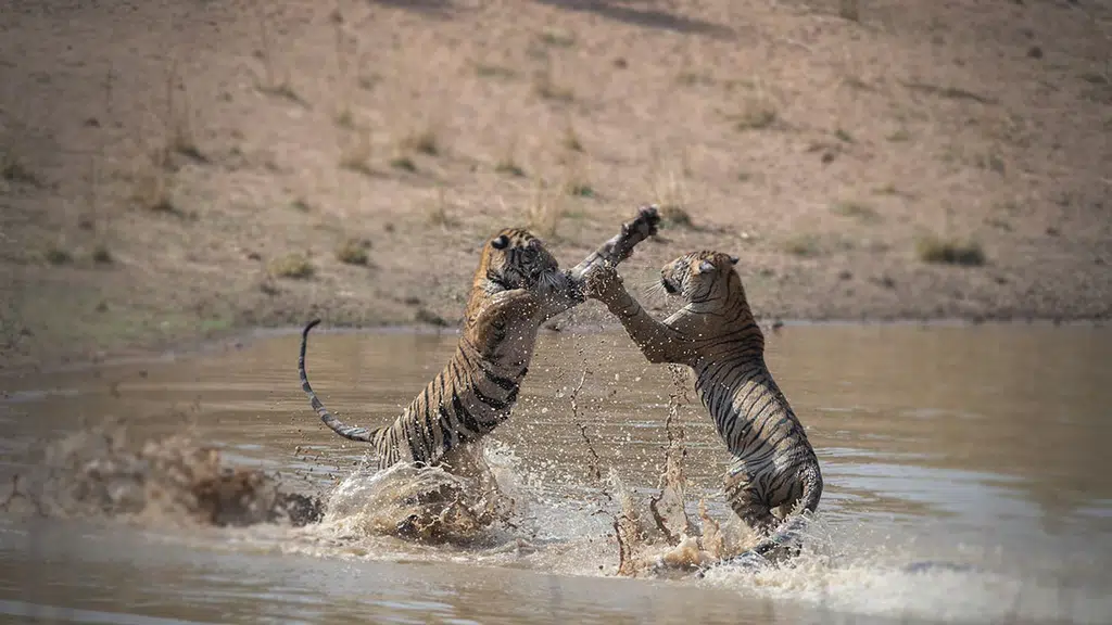 Tiger journey