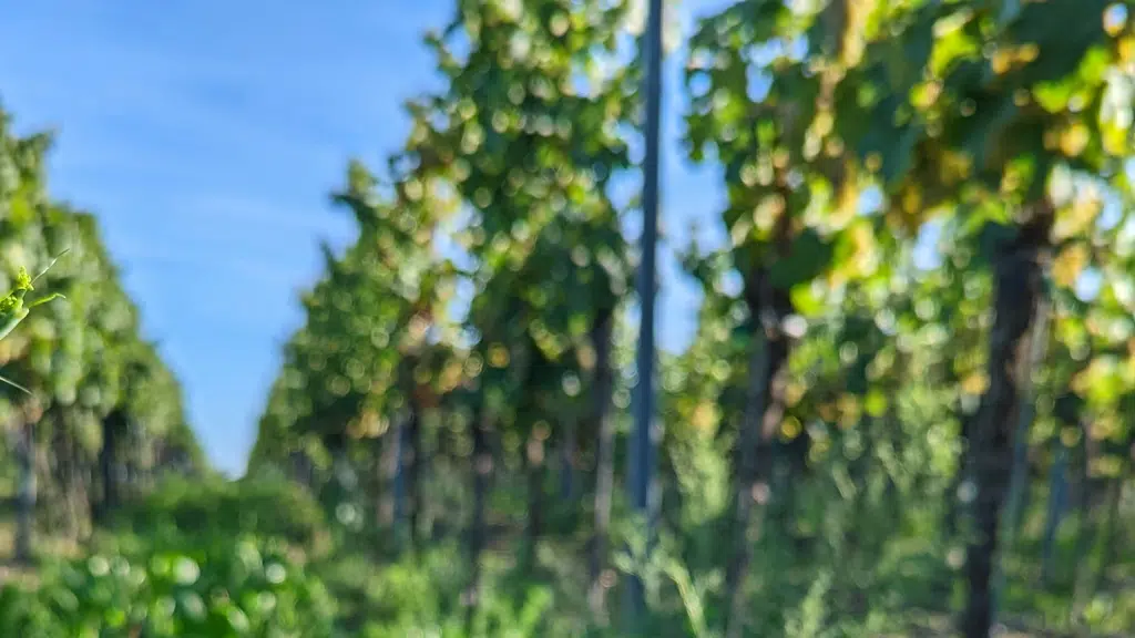 Krishak Agro
