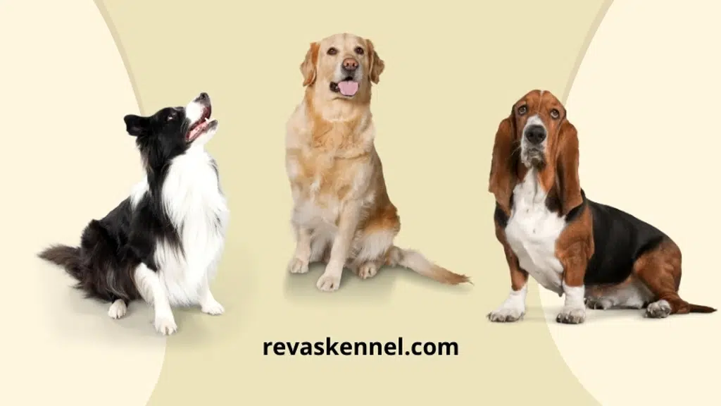 Revas kennel Chandigarh