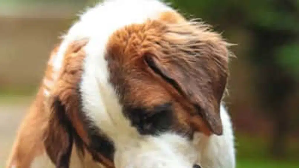 TailsLife PetCare