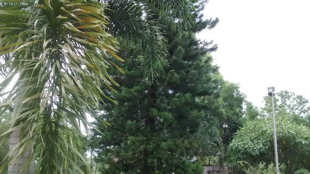 Silathoranam in Tirumala Hills