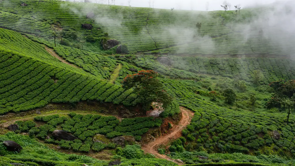 Misty Heights Munnar
