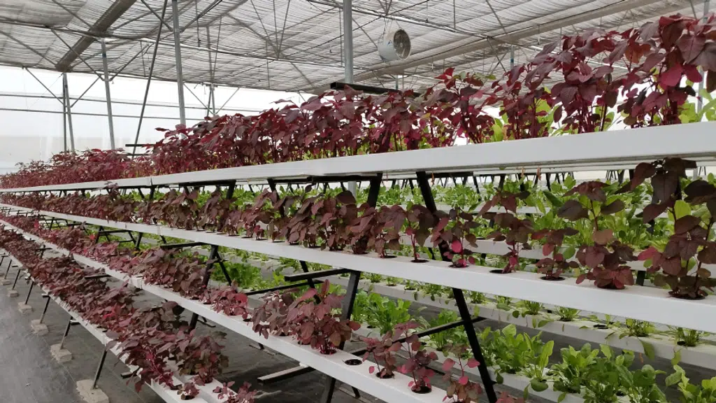 Vertical Green Farms