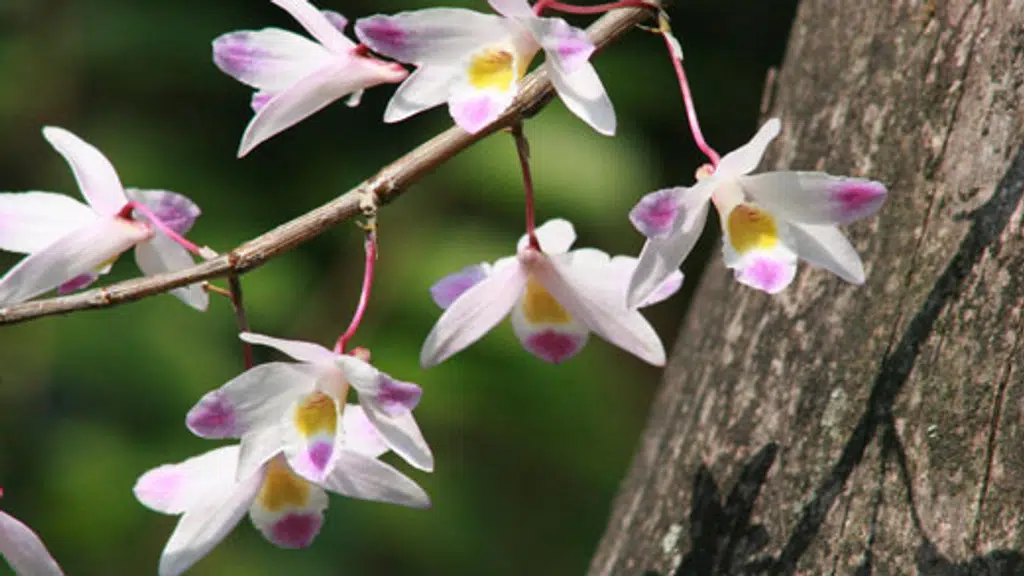 Sikkim Malancha Tours and Travels