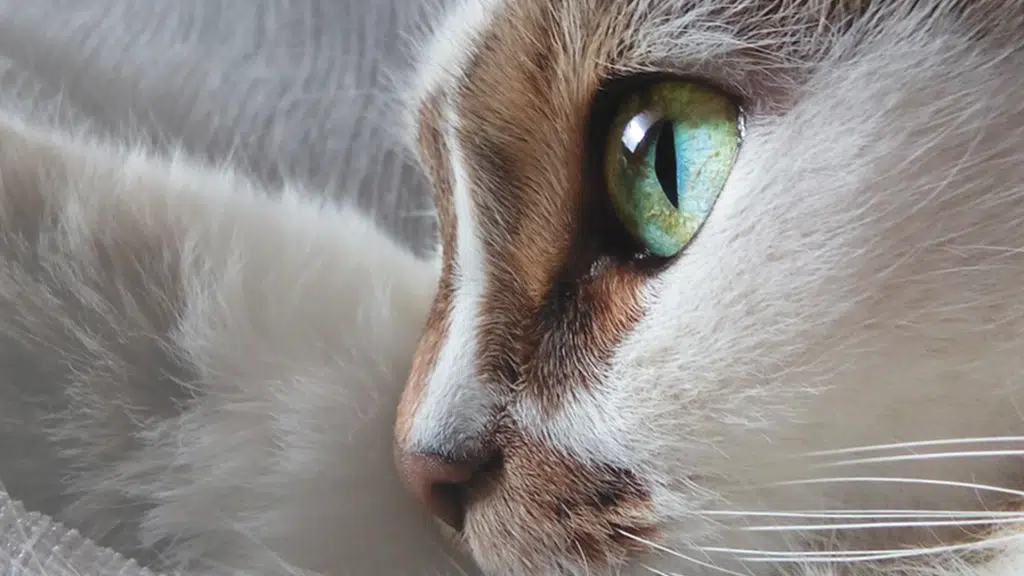 Dr. Sunetra's PetVet Veterinary Clinic