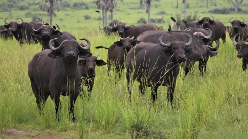 Burundi Safaris & Tours