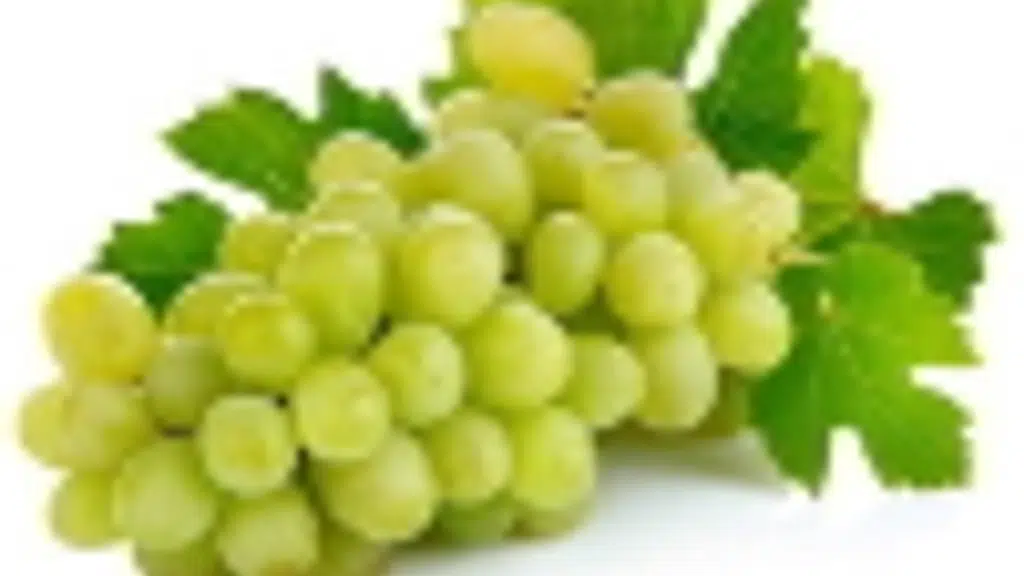 Dhaani Exports