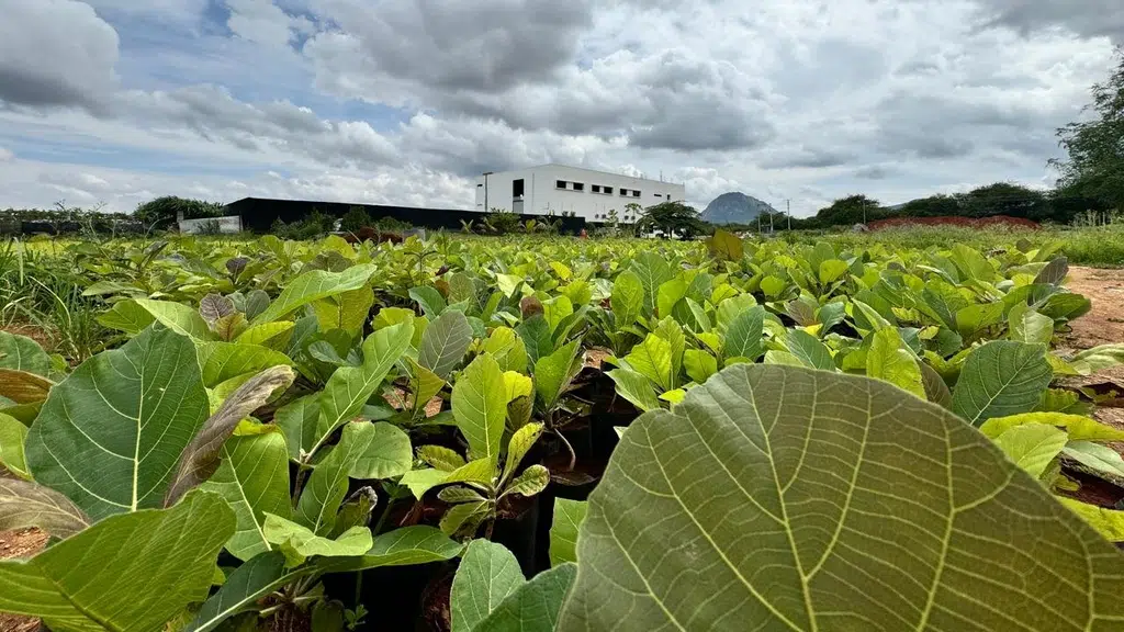 Mother Agri Biotech Laboratories India Pvt Ltd