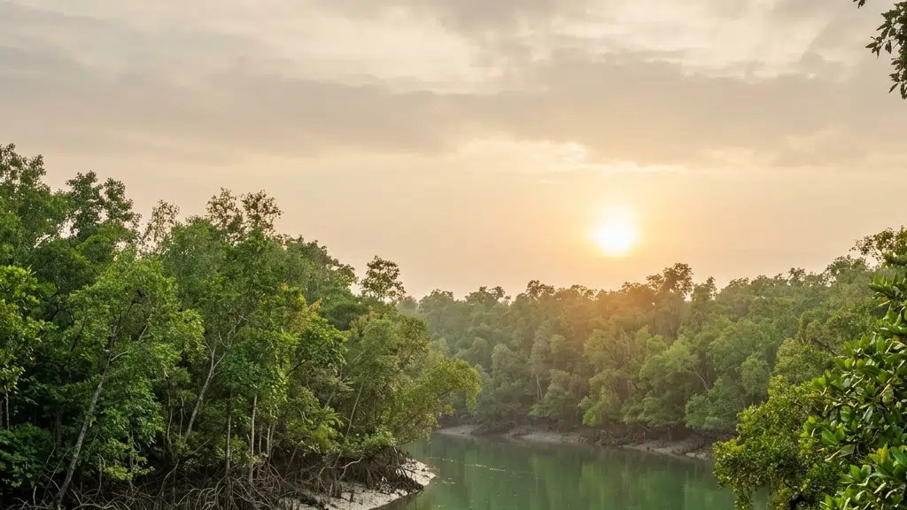 Sundarban Mangrove Travels