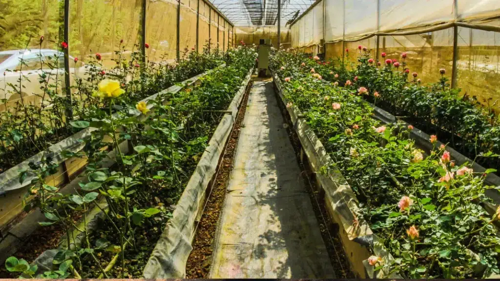 Al Aman Nursery & Agarwood Industry