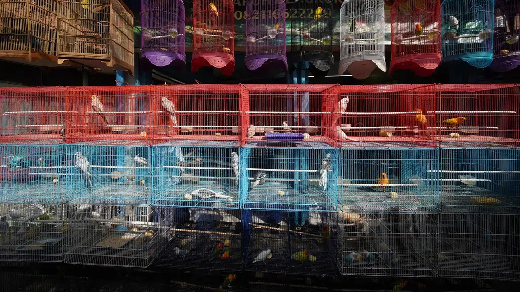 Smart pet shop udaipur