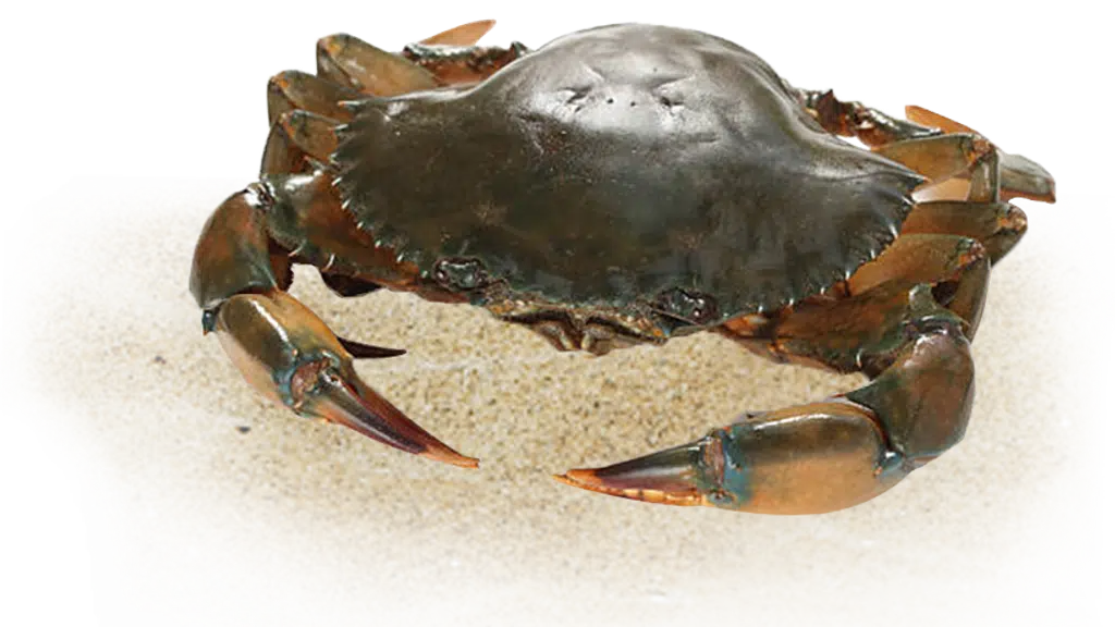 Astro Aquaculture