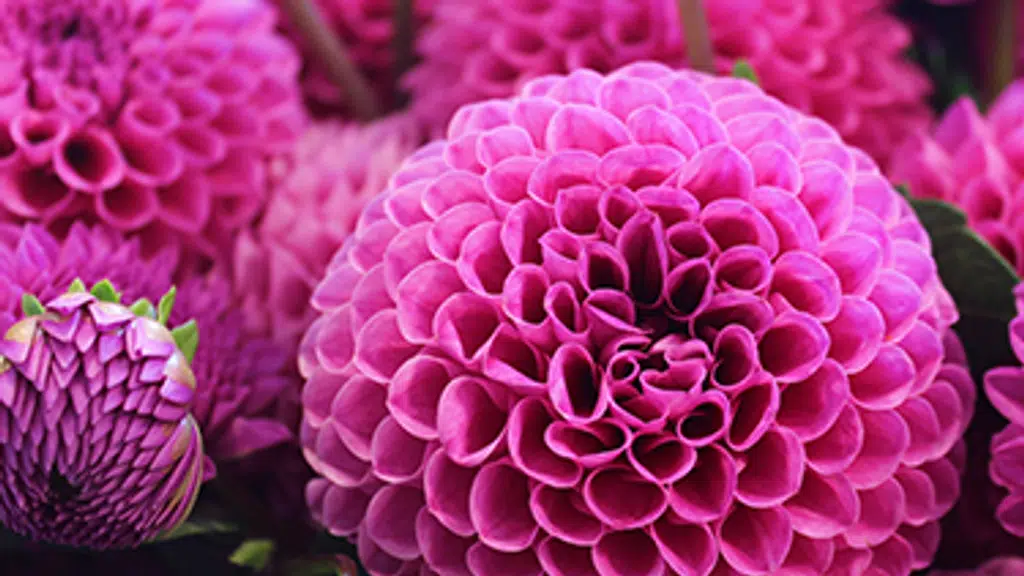 Bapan and  Bapi Flowers