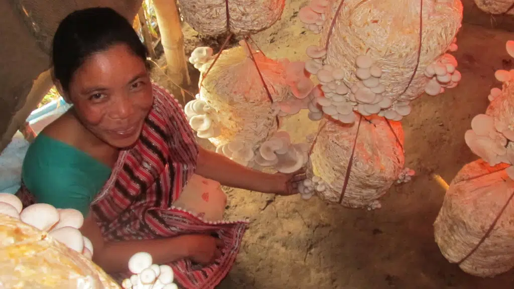 Mushroom Development Foundation