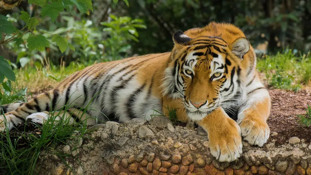 Jim Corbett Uttarakhannd tour travells