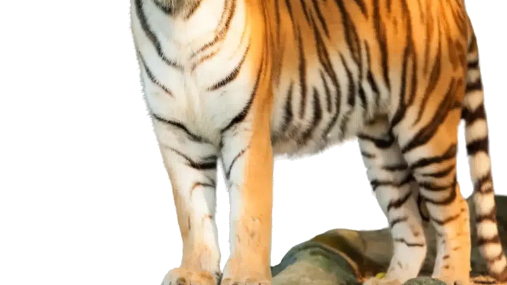 Sundarban R.S. Tour and Travels