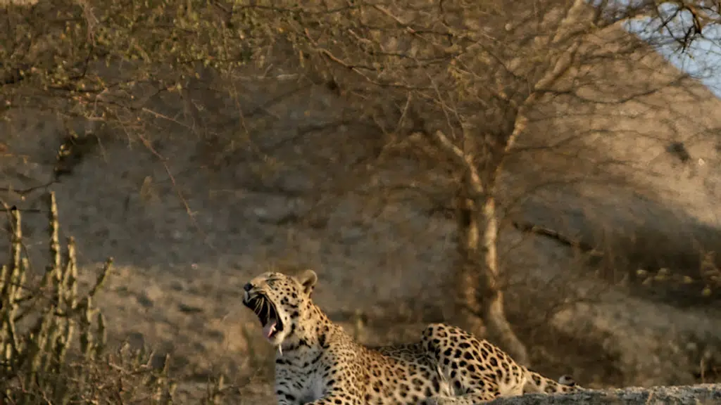 Jawai Hill Safari