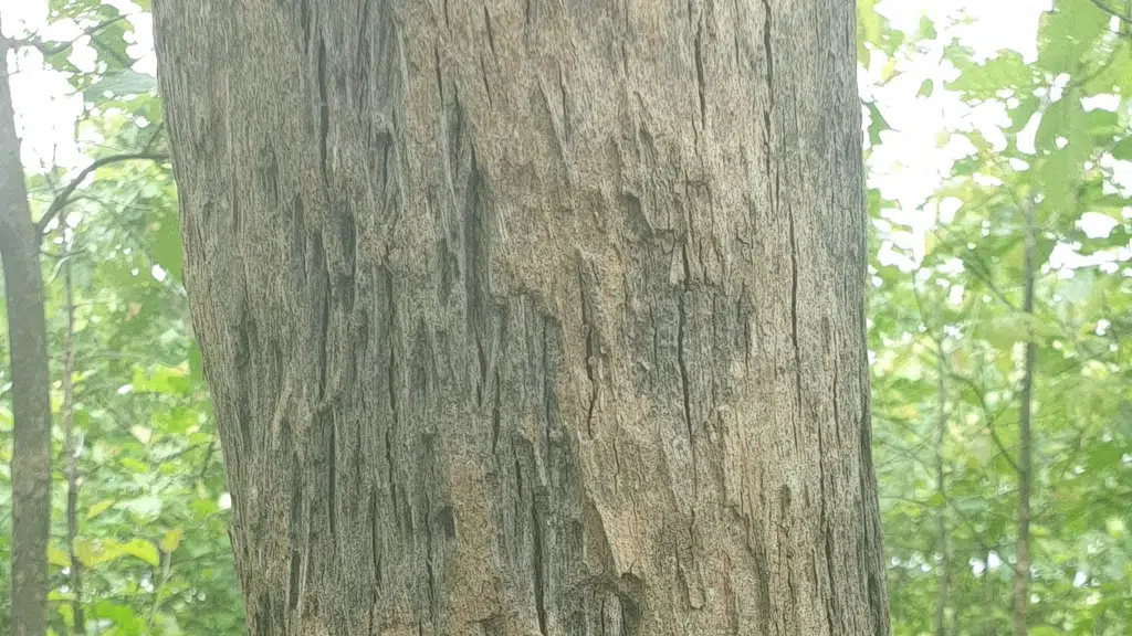 Teak Farms