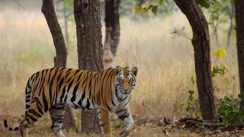 Bandhavgarh Tiger Reserve