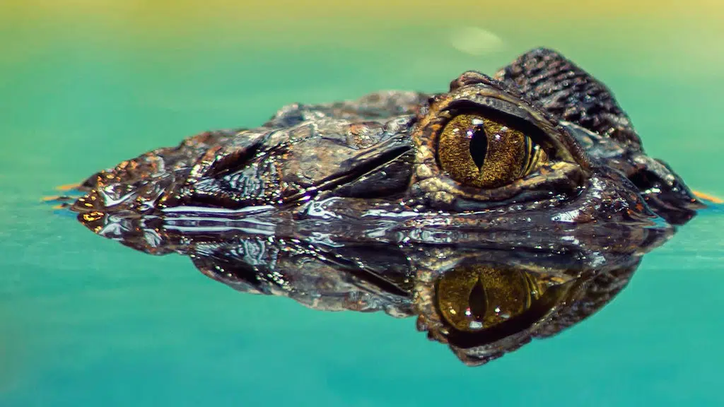 Wildnest - Wildlife Tours in India