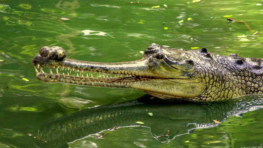 Crocodile Bank