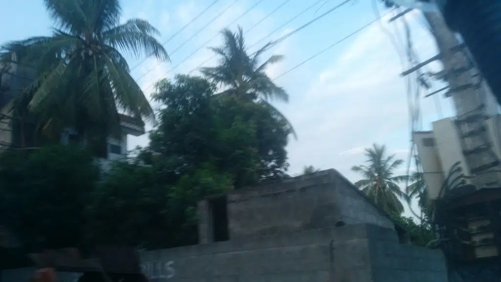 Roots The School