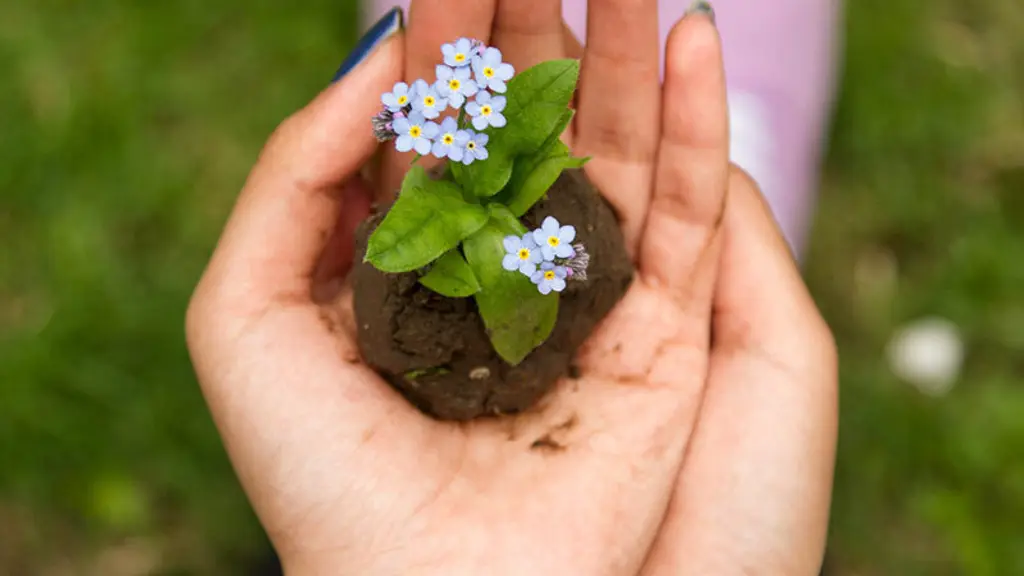 Vanasiri Farms and Sanika Nursery