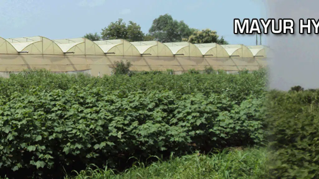 Mayur Hybrid Seeds  Pvt.Ltd