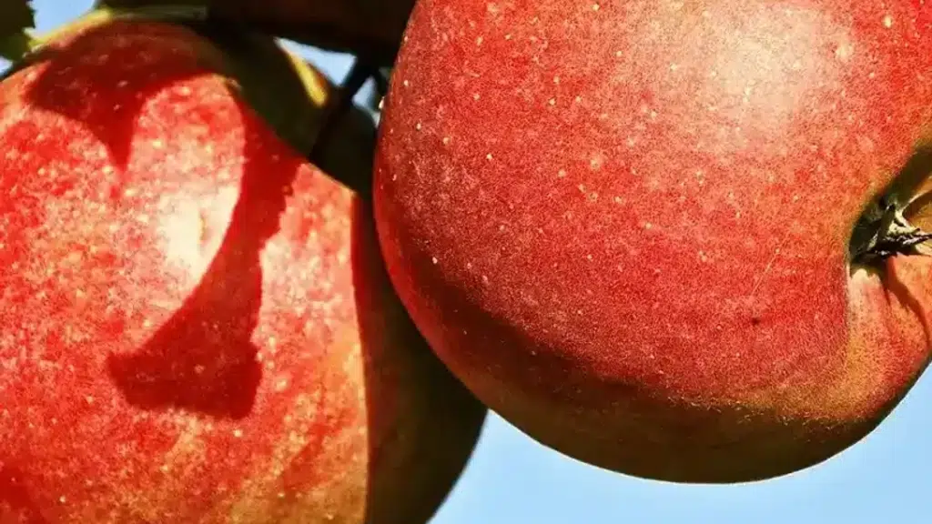 Fruits Care Agro