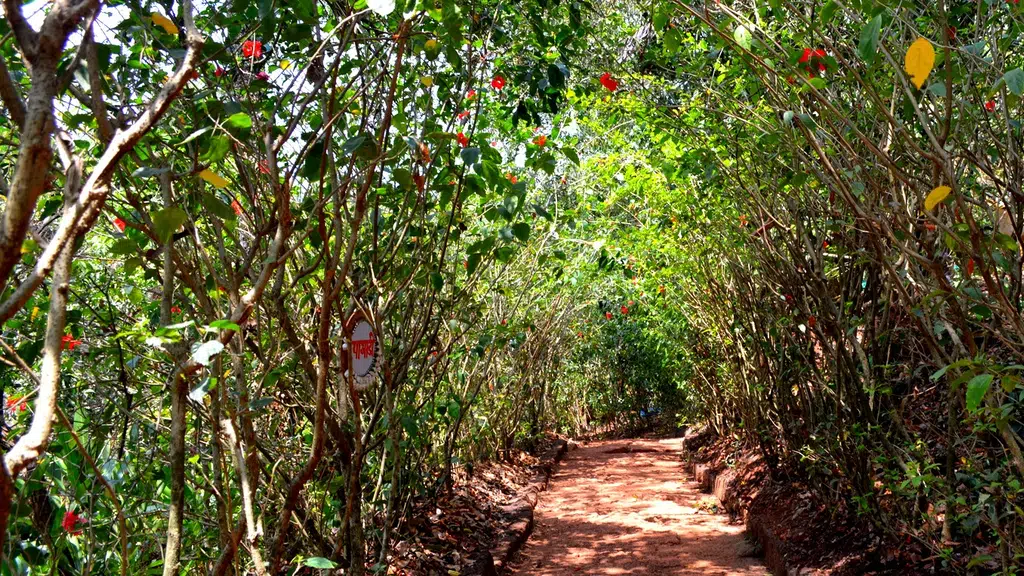 Magic Garden