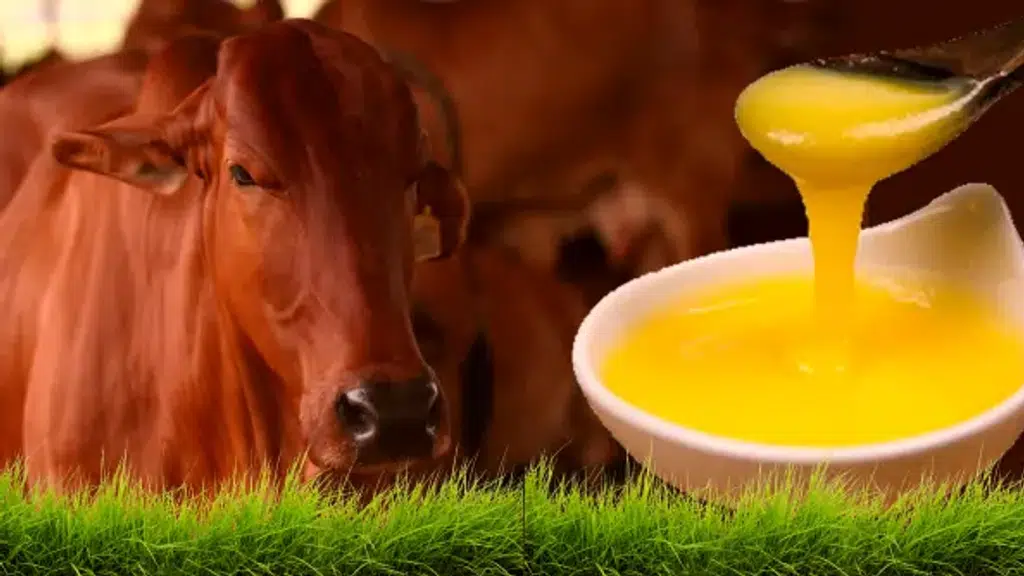 Suresh Ghee - Pure Desi Cow Ghee