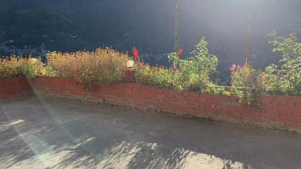 Timberwolves Manali