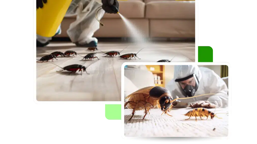 Jagannath Pest Control Services