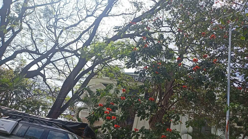 Vvpura College of science