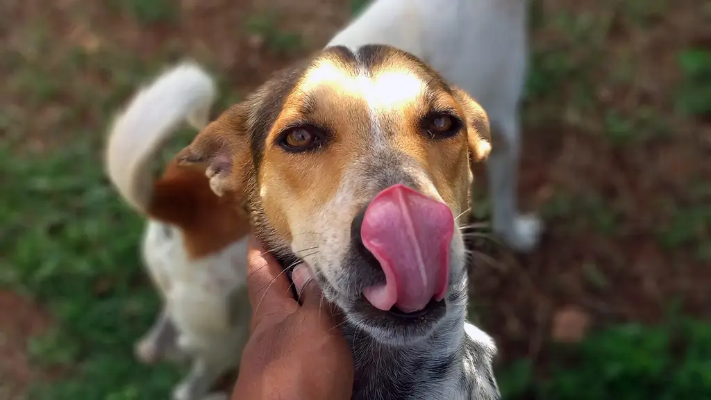 Humane Animal Society (Coimbatore)