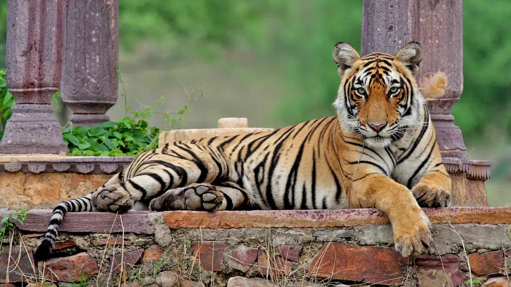 Siddhiyan Tourism and Ancillaries