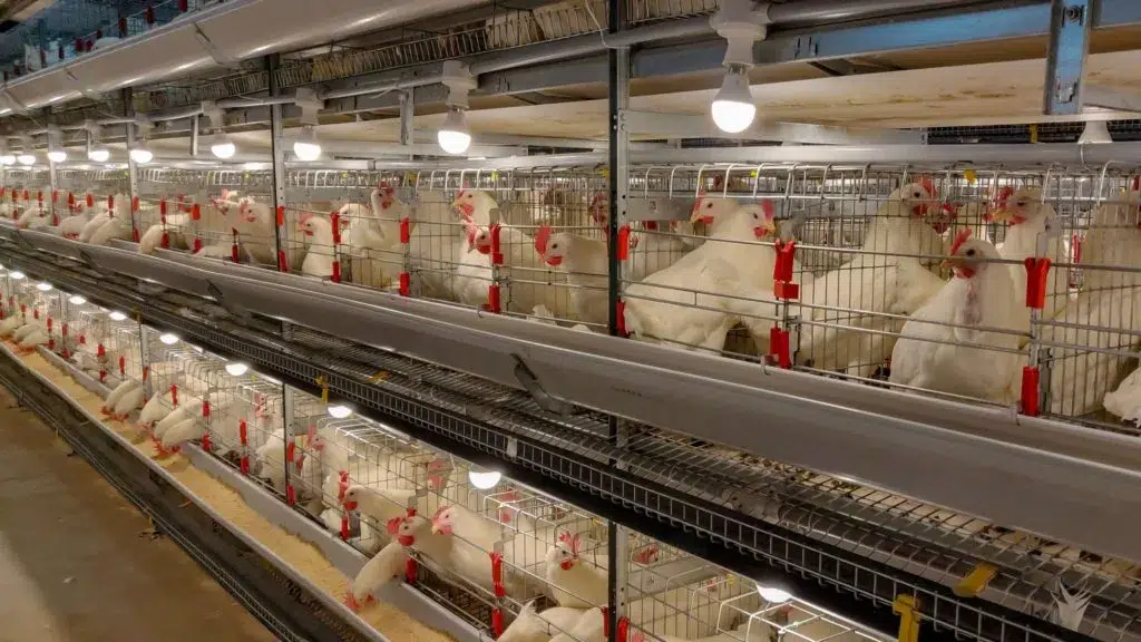 CHAKRA Poultry Equipment