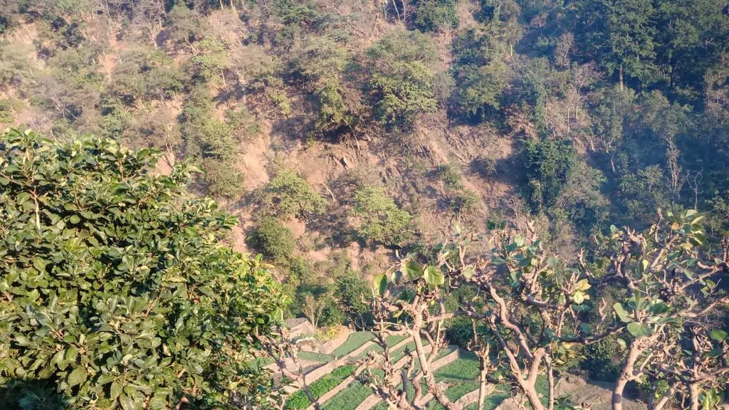 World Forest Foundation