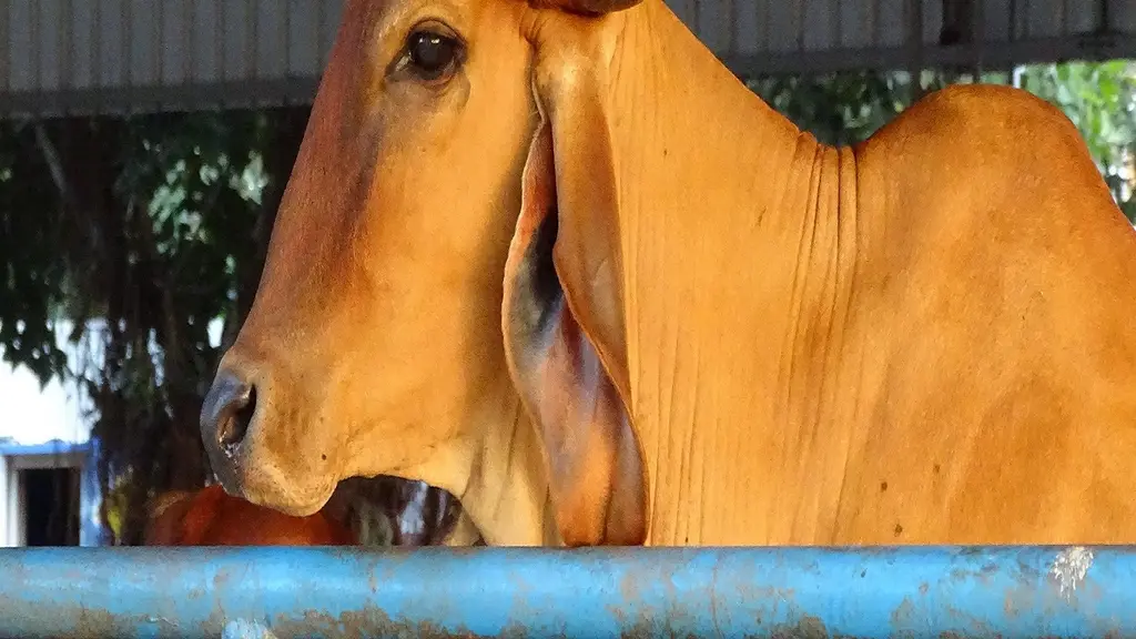 GoSrushti A2 Milk