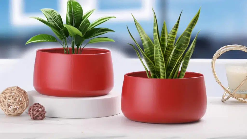 Mera Baghicha | India's Largest Indoor & Outdoor Plants Online Store