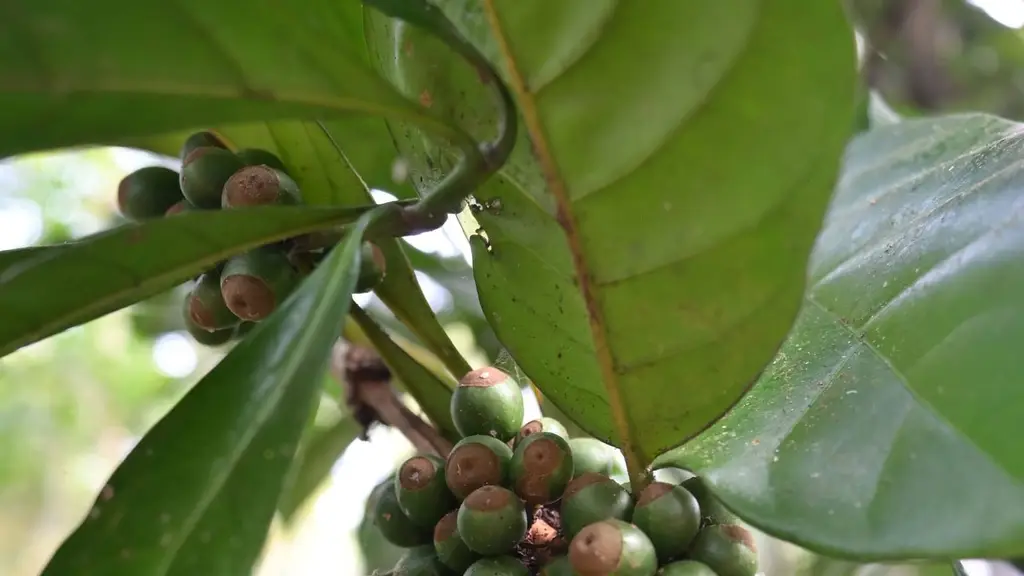 South India Coffee Company