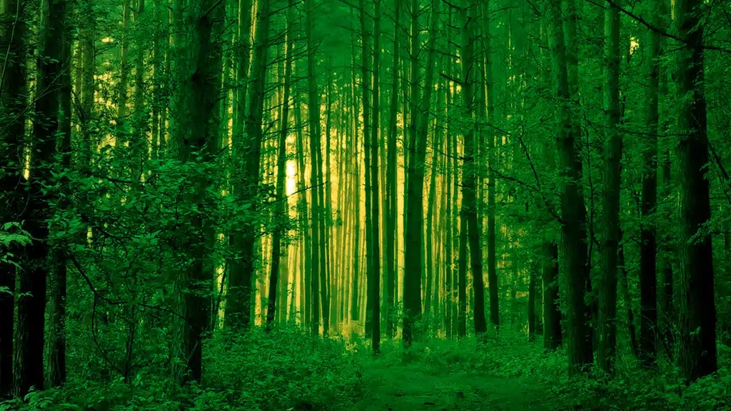 Jungle Beckons Beyond