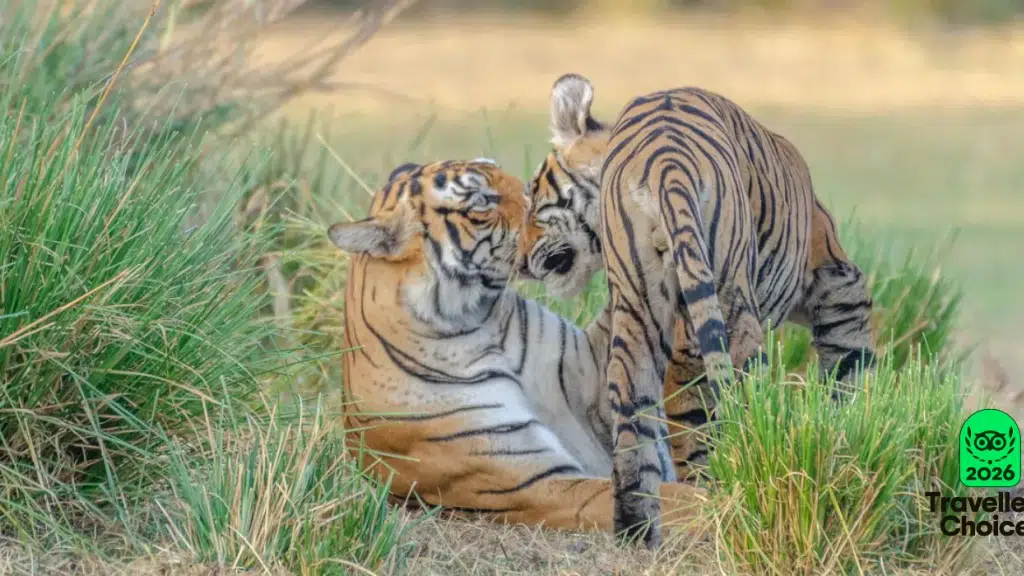 Tiger Walah