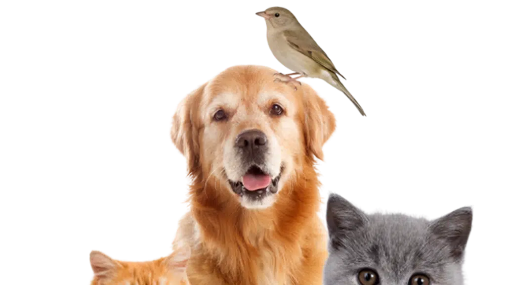 Pet Vet Clinic and Surgery Center