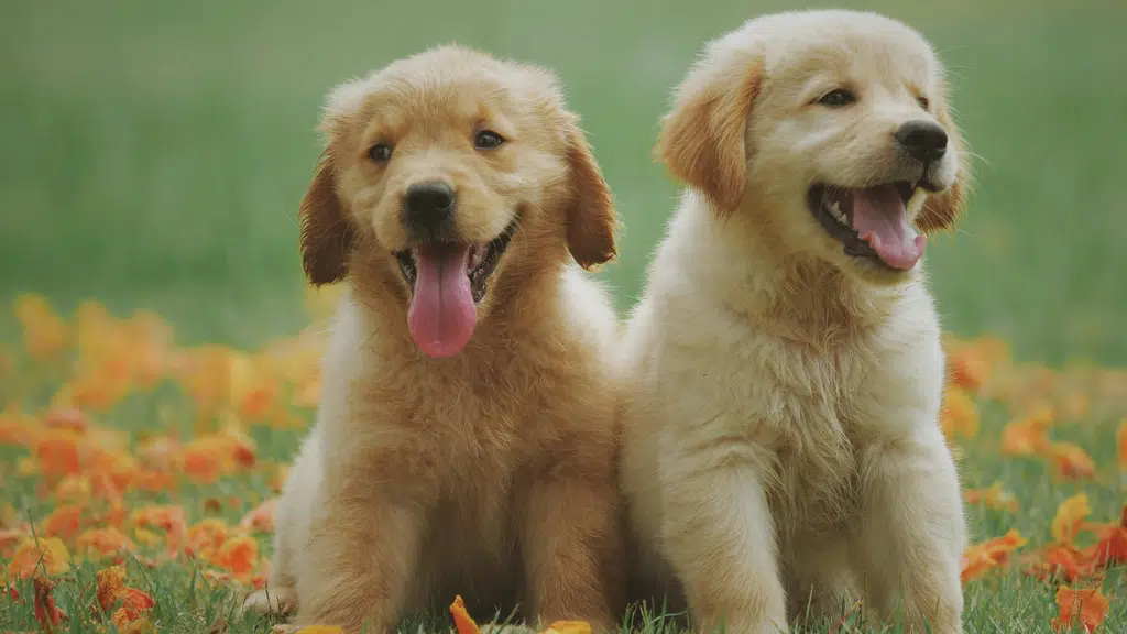 Vet24 multispeciality animal Hospital