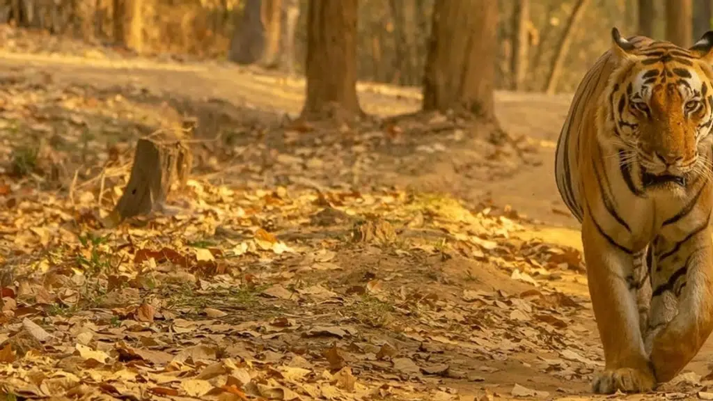 Bor Tiger Reserve