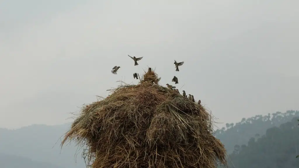 Himalayan School of Life