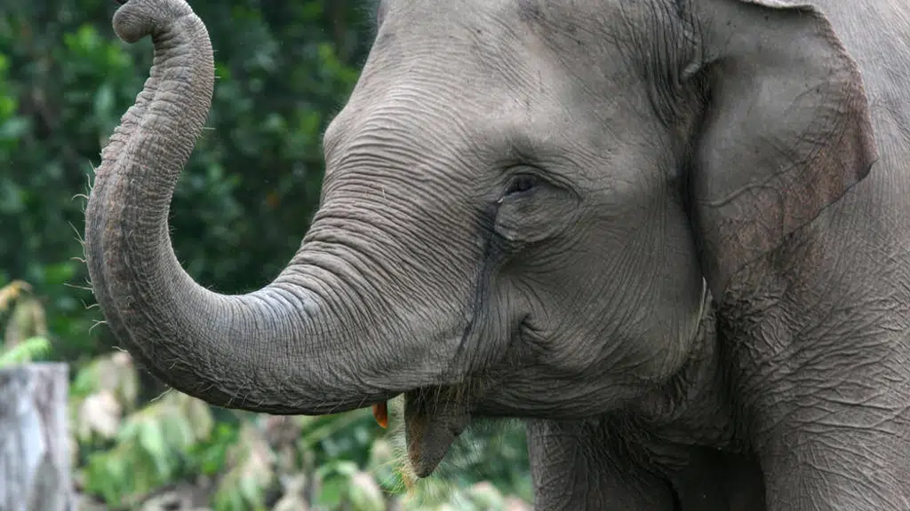Elefunenjoy Elephant sanctuary jaipur