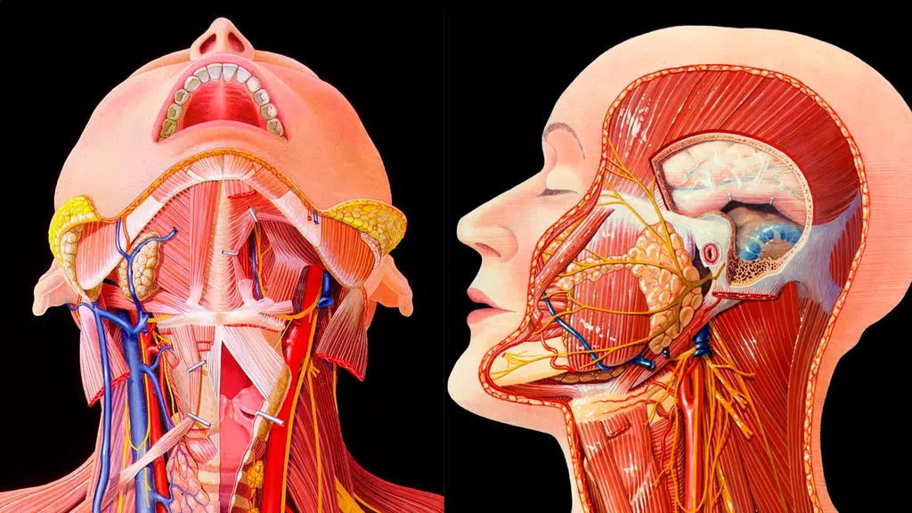 Dr Shilpi Sharma - Head Neck Surgical Oncologist